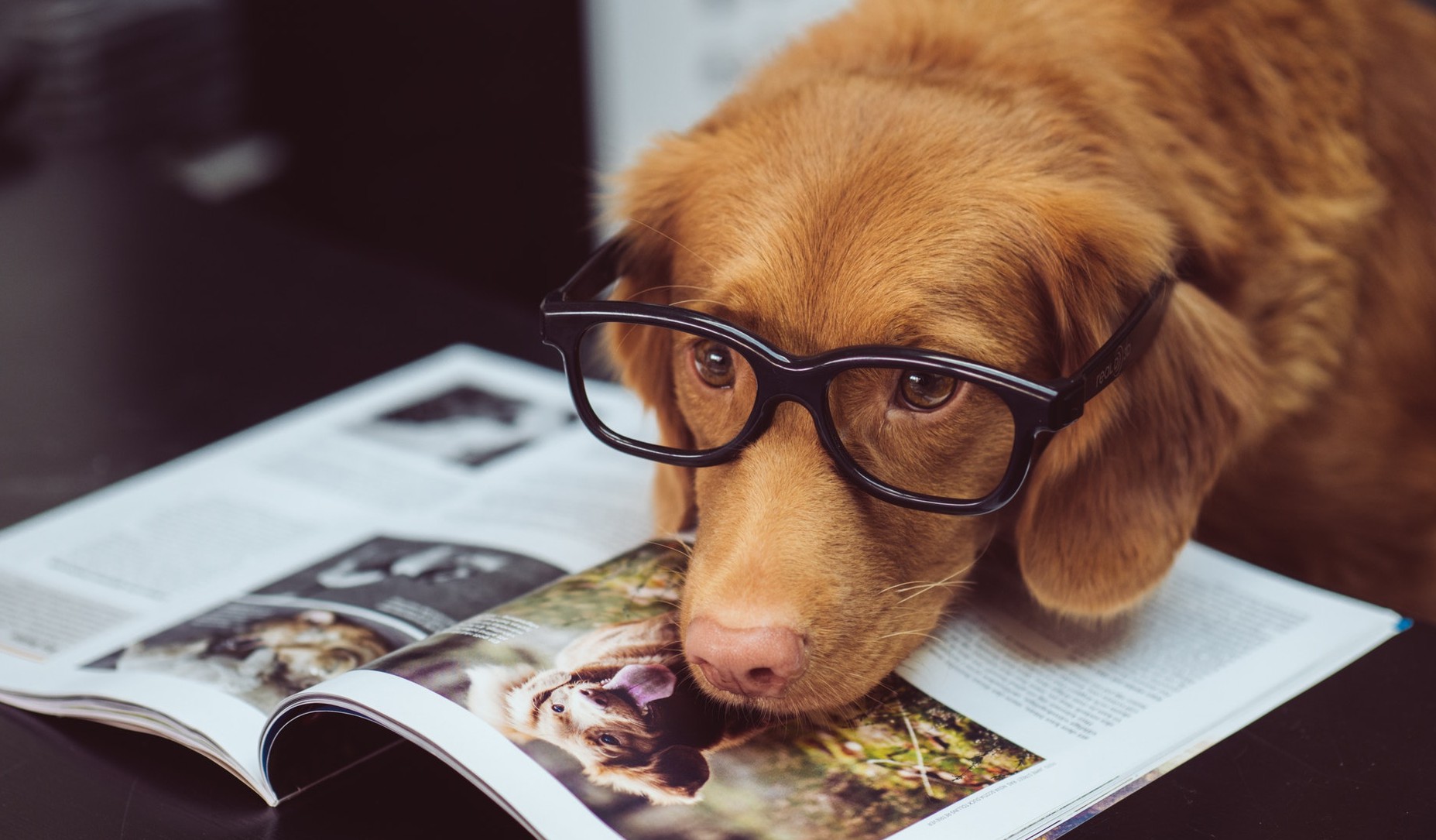 Consumer Trends Pet Products and how to Effectively Advertise to Pet